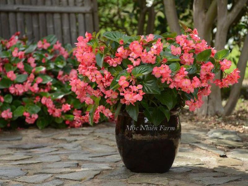 Các loại hoa Thu Hải Đường phổ biến và ý nghĩa màu sắc của chúng
